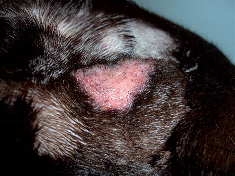 Are Dog Skin Infections Contagious