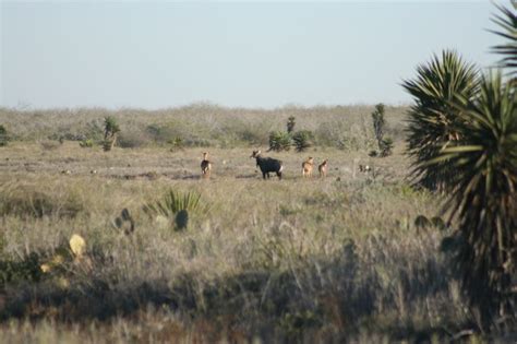 wildlife laguna Atascosa national wildlife refuge | Wildlife habitat ...