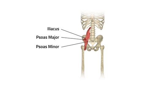 Iliacus Psoas Major Muscle | 3D Muscle Lab