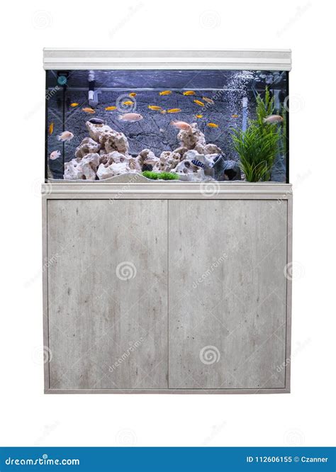 Aquarium With Cichlids Fish Stock Image - Image of pets, green: 112606155