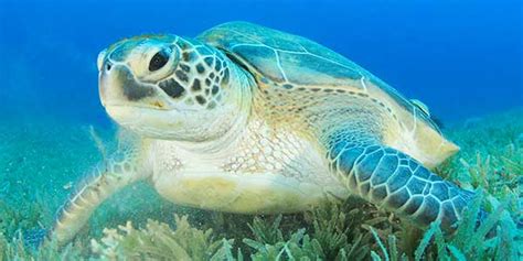 Learn about green sea turtle migration at Topsail Hill Preserve State ...