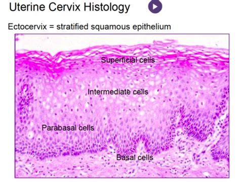 Endocervix Histology