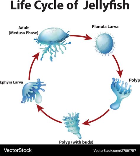 Diagram showing life cycle jellyfish Royalty Free Vector