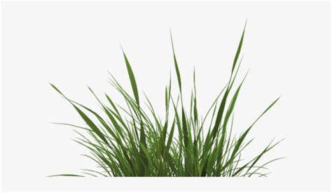 Drawn Grass Transparent - Grass Texture Png PNG Image | Transparent PNG ...