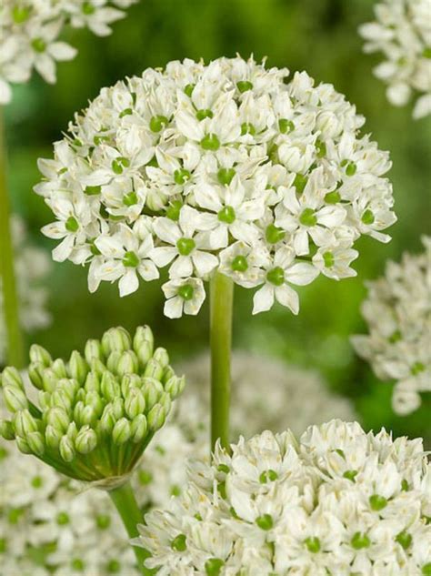 Allium nigrum - Alchetron, The Free Social Encyclopedia