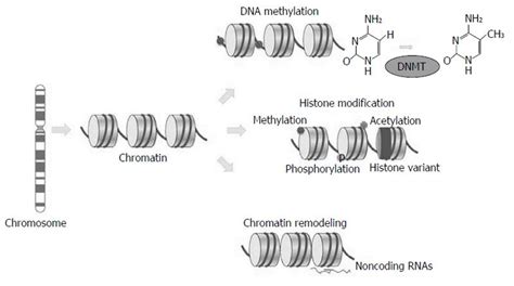 Epigenetics and DNA methylation in cancer