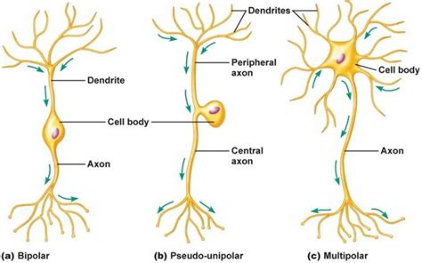 Nervous Tissue - Earth's Lab - The Easy Way to Learn