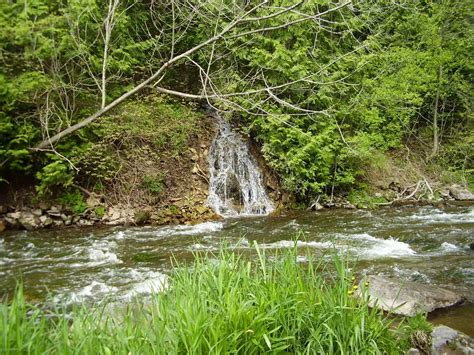 Ontario Brook Trout - Ontario Trout And Steelhead