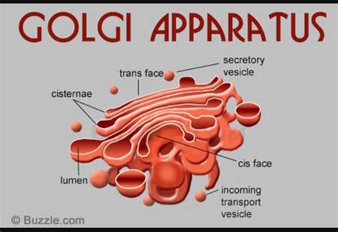 Labelled Diagram Of Golgi Apparatus