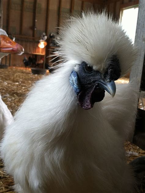 White silkie chicken | Asheville Farm in Asheville, NC