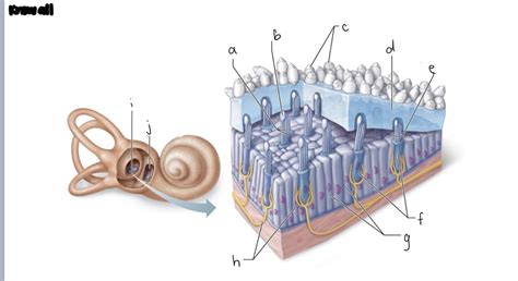 macula Diagram | Quizlet