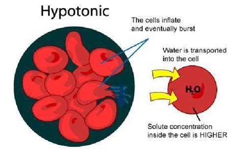 Hypotonic dilution 50 Hypotonic dialysis: Several methods are based on ...