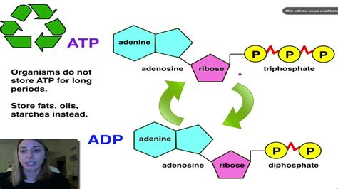 Atp Cycle Diagram And Labeled