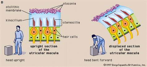 Macula | ear anatomy | Britannica