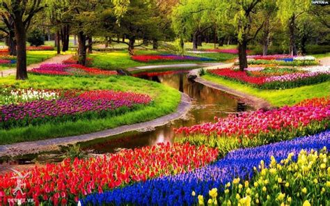 Vườn hoa Keukenhof Hà Lan - vườn hoa Tulip lớn nhất thế giới