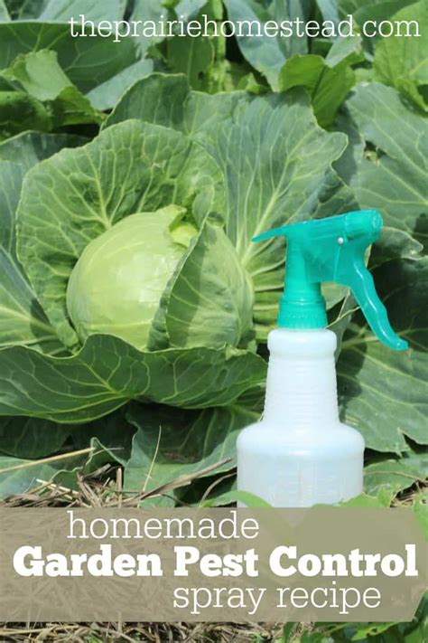 Organic Pest Control Spray for Gardens