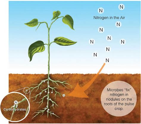 Plant Life: Nitrogen Fixation