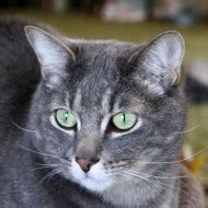 Cats Pictures | Free Photographs | Photos Public Domain