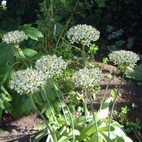 Allium nigrum - Alchetron, The Free Social Encyclopedia