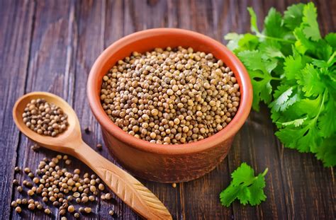 Coriander | Definition, History, Uses, Seeds, Leaves, & Facts | Britannica