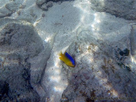 Dry Tortugas Snorkeling - HawkeBackpacking.com