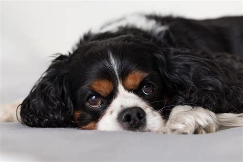 Cavalier King Charles Spaniels - Oliver Pet Care Solutions Pvt. Ltd.