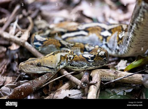 Reticulated Python (Python reticulatus reticulatus Stock Photo - Alamy