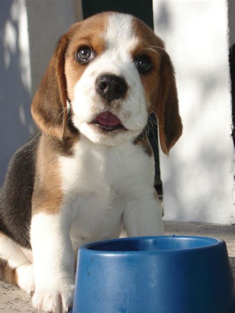 Pin by catalina angehrn on perros tiernos | Beagle puppy, Cute dogs ...