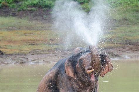 Wild Elephant Playing Water Stock Photo - Image of bathing, wild: 115492398