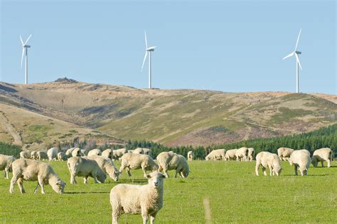 New Zealand Wool Prices and Production Outlook – woolnews.net