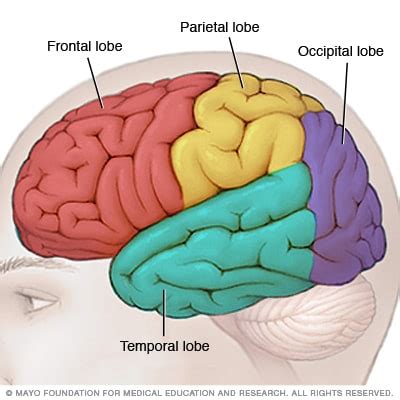 Brain lobes - Mayo Clinic