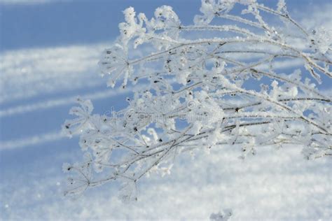 Hoar Frost stock photo. Image of sunlight, winter, frost - 16611718