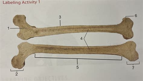 Anatomy of a Long Bone Diagram | Quizlet