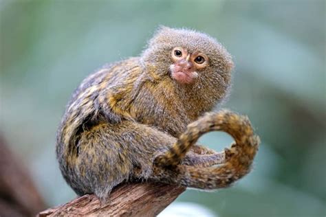 Finger Monkey Lifespan: How Long Does a Finger Monkey Live? - A-Z Animals