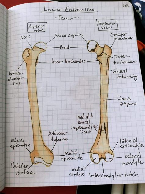 Directional terms anatomy notes anterior vs posterior drawings examples ...