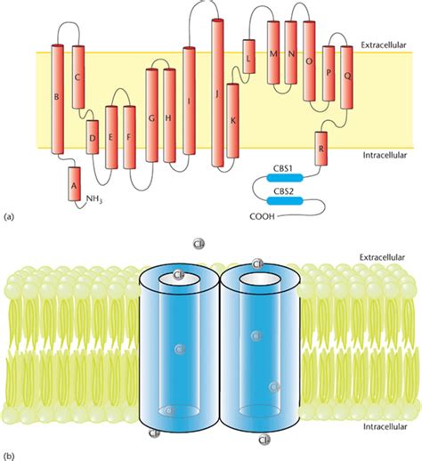 What is myotonia? « UDRUGA MYOTONIA CONGENITA