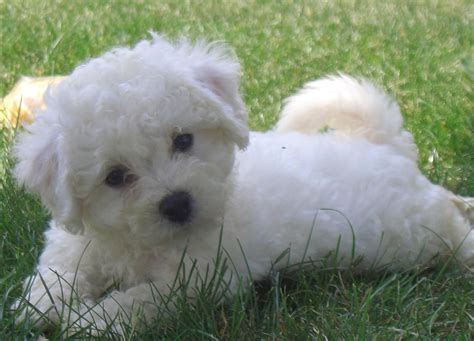 Cute Puppy Dogs: Cute bichon frise puppies