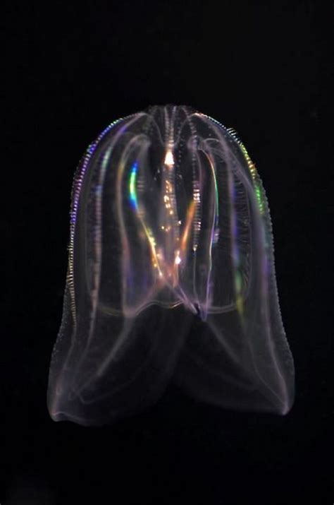 Bioluminescent jellyfish. It lights up and goes through the entire ...