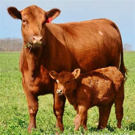 Baby Red Angus Cattle - Livestock Cattle