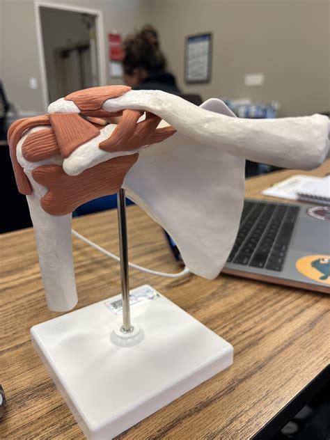 Shoulder Ligament Model *Anterior View* Diagram | Quizlet