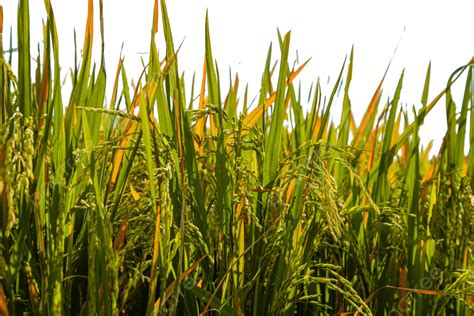 Rice Ripe Autumn Paddy Paddy Field, Rice, Mature, Fall PNG Transparent ...