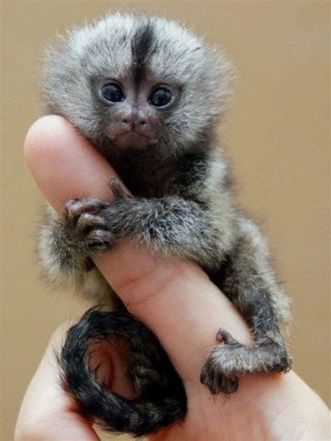 Finger Monkey Amazing Facts