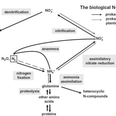 2: Nitrous Oxide production pathways(Zhu et al 2013) | Download ...