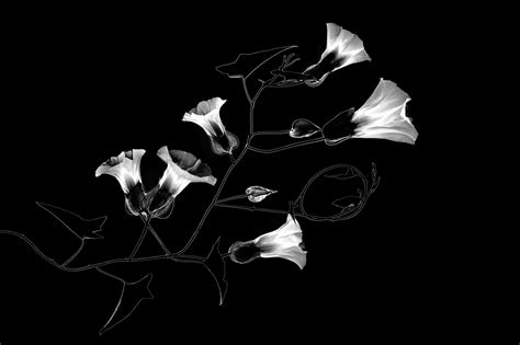 Altering the Mood with Black and White Flower Photography