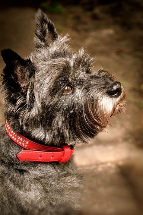 Cairn Terrier Grooming: The Essential Guide with Pictures of Haircut Styles