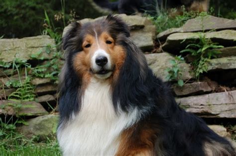 Sable Sheltie Color Is One We All Know And Love