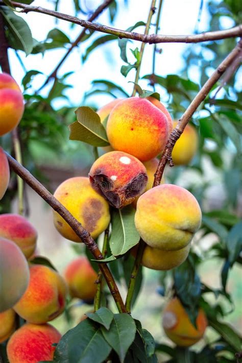 Rotten Peach stock image. Image of unhealthy, rotten, fuzzy - 4595203