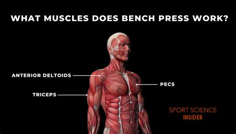 What Muscles Does Bench Press Work - Diagrams, Guides & Variations ...