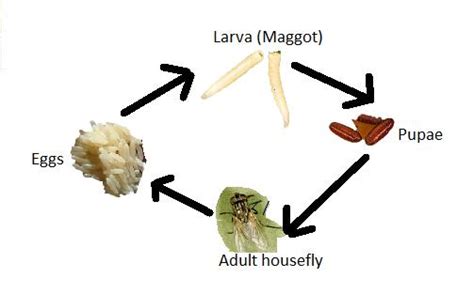 House Fly Life Cycle Time