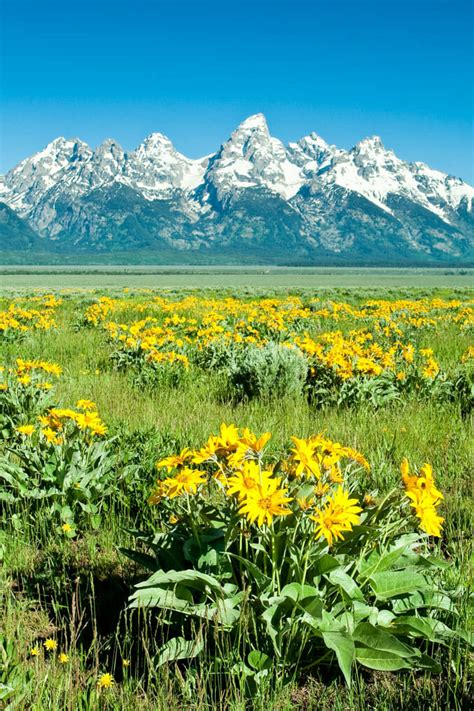 Grand Teton Wildlife Safari - Jackson Hole Wildlife Safaris